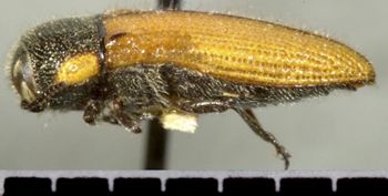 Media type: image;   Entomology 33804 Aspect: habitus lateral view
